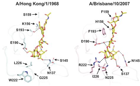 Viruses Free Full Text Structural Biology Of Influenza