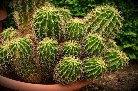 Cactus Del Desierto Foto Gratis En Pixabay Pixabay