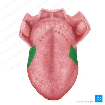 Extraoral Intraoral Examination Flashcards Quizlet