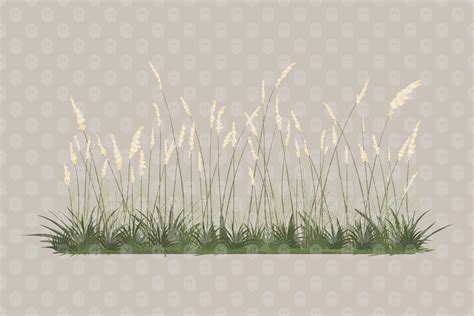 Archade Pampas Grass Plant Vector Drawings