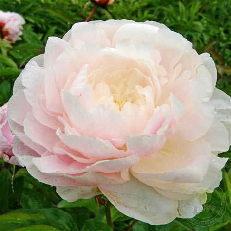 Пион Мун Ривер (Paeonia Moon River) купить в Москве по низкой цене из ...