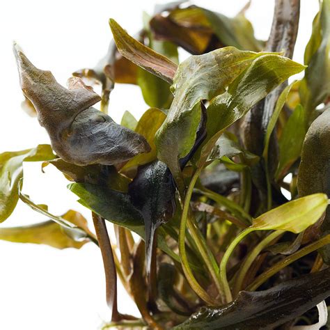 Cryptocoryne Beckettii In Vitro Aquaplante