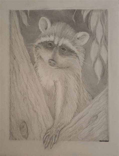 Raccoon pencil drawing by BlainMoebius on DeviantArt