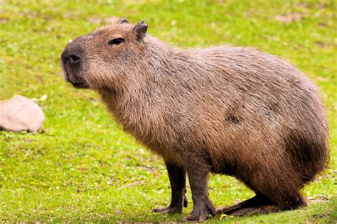 Capibara » Características, Alimentación, Hábitat, Reproducción, Depredadores