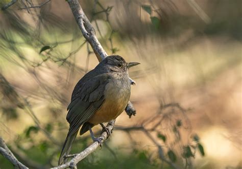 Rufous-Bellied Thrush Bird Turdus - Free photo on Pixabay