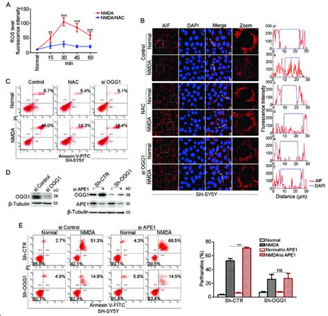 Ogg Is Implicated In Nmda Induced Neuroblastoma Cell Parthanatos A