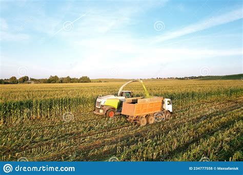 Recolector De Forraje En El Corte De Maíz Para Ensilado En El Campo