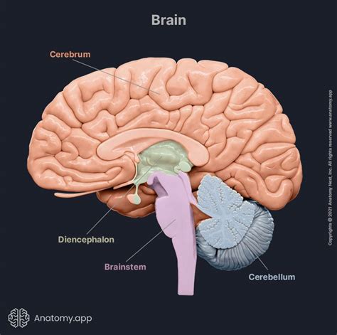 Brain Encyclopedia Anatomy App Learn Anatomy D Models