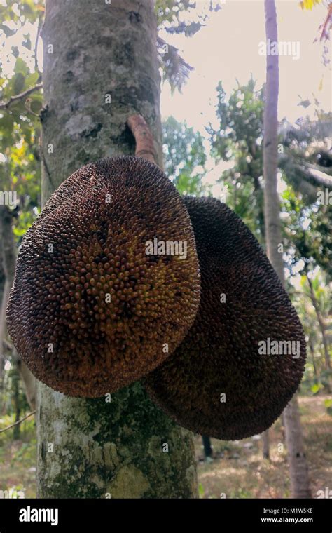 Breadfruit On Tree Ripe Fruit Of Tropical Gardens Jackfruit Growing