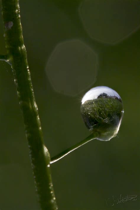 图片素材 性质 科 下降 露 背景虚化 厂 叶 花 折射 绿色 反射 植物学 植物群 动物群 特写 英国