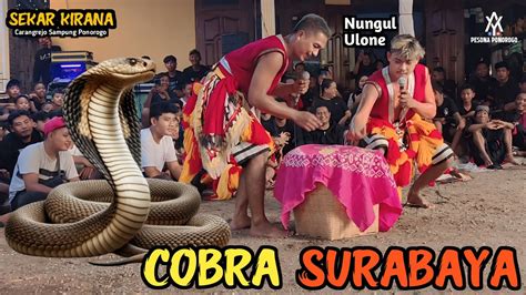 Jarang Ditampilkan Atraksi Pongge Pawang Ular Cobra Surabaya Bikin