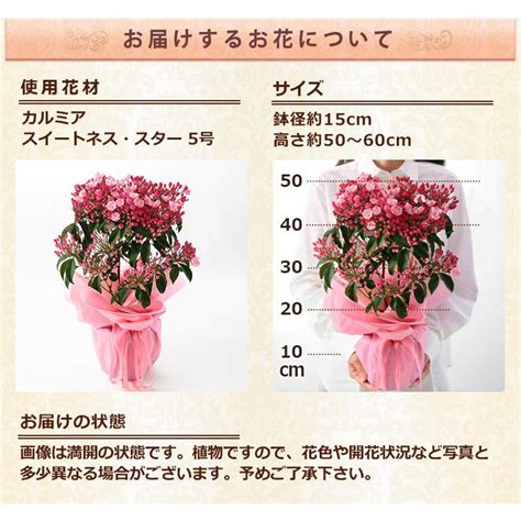 早割実施中！ 母の日 2024 プレゼント ギフト 花 鉢植え カルミア しゃくなげ 鉢花 花鉢 送料無料 イベントギフトp Event 016bunbunbee 通販