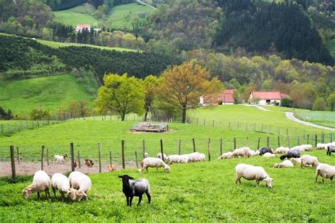 Ardiak Foto De Abaltzisketa Calendario De Gipuzkoa