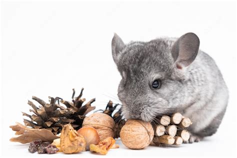 Premium Photo Light Grey Baby Chinchilla Chinchilla Eating Chinchilla