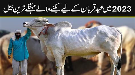 Most Expensive Qurbani Bull In Pakistan In The Most Expensive