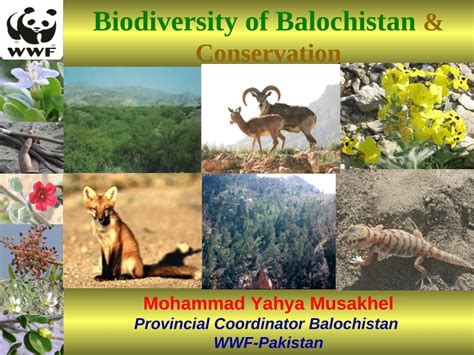 Pdf Biodiversity Information Of Balochistan Province Pakistan