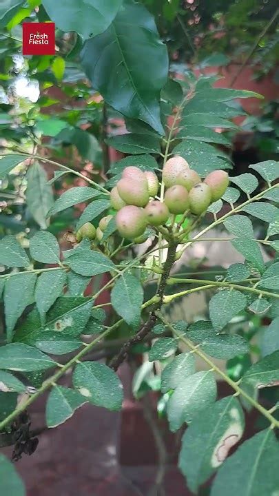 Curry Leaf Berries / Bergera Koenigii #shorts #plants #flowers # ...