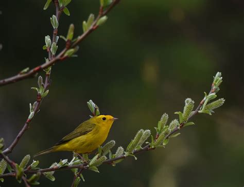 Saturday Is For The Birds Juneau Empire