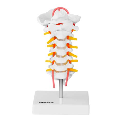 Anatomical Model Of The Cervical Spine Of A Human Spine In A Scale