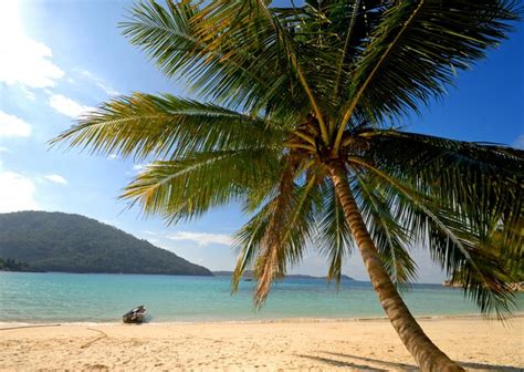 Uma Palmeira E Um Barco Solit Rios Em Uma Ilha Tropical Vazia Mal Sia