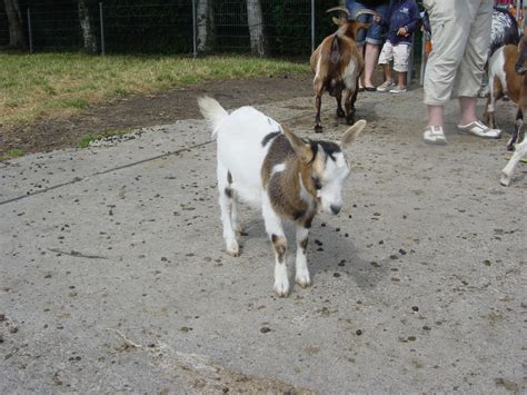 Pygmy Goat by JollyStock on DeviantArt