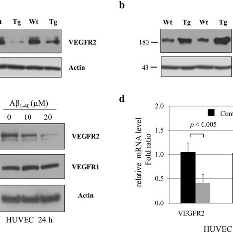 Notch And Vegfr Mrna Expression In Endothelial Cells A Huvec Were