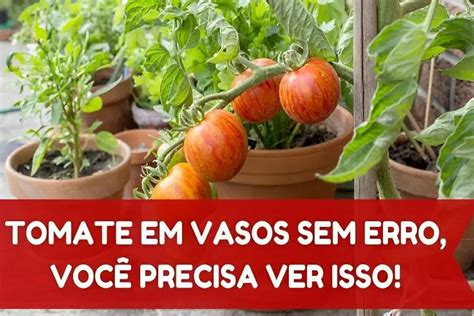 Como Plantar Tomate Em Vaso E T Lo Sempre Fresquinho Na Sua Casa Ou