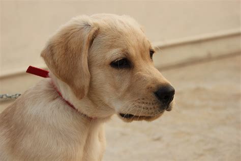 Labrador White Dog · Free Photo On Pixabay