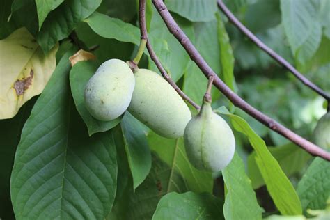 What In The World Is Pawpaw Fruit Wtop News