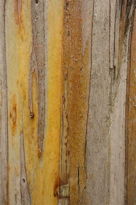 Premium Photo | Eucalyptus wood texture