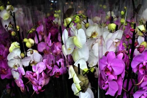 How To Take Care Of Orchids Full Orchid Guide 101