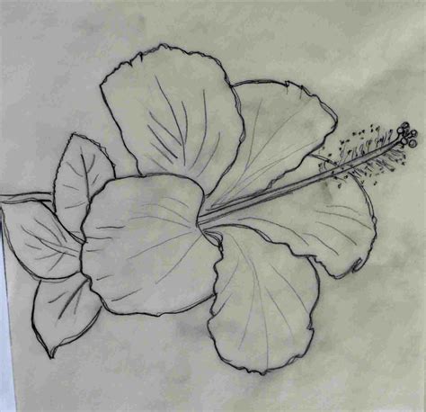 Hibiscus Pencil Drawing A Step By Step Guide For Beginners