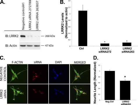 Knockdown Of Lrrk2 By Sirna Reduces Neurite Process Length A And B