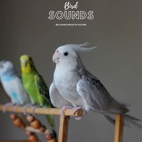 Bird Sounds Relaxing Noise Of Nature EP By Natural Sample Makers