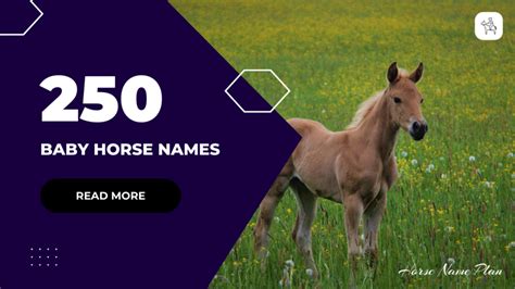 List Of 250 Baby Horse Names [Galloping Into Greatness]