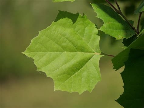 Sycamore Platanus Free Photo On Pixabay Pixabay