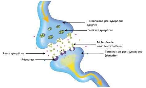 Les synapses chimiques Le circuit de la récompense