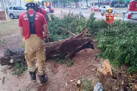 Temporal derruba arvores e causa transtorno no trânsito no Gama Vídeo