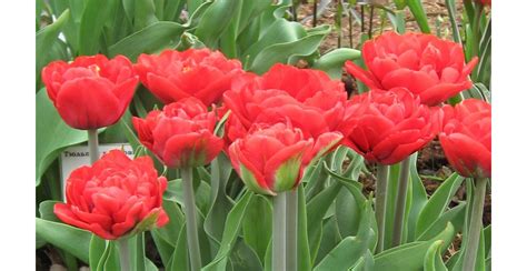 Різновиди тюльпанів — Soncesad Різновиди тюльпанів — Soncesad