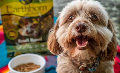 What Small Breed Dog Food Should You Choose? | Earthborn Holistic Pet Food