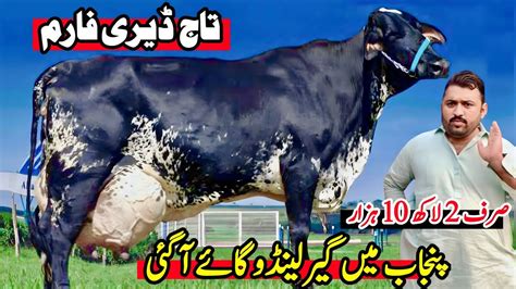 Taj Dairy Farm Girlando Cow In Punjab Hf Breed Cow Cross Cow