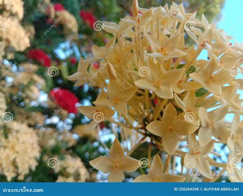 Yellow Flower Garden And Sky Very Beautiful Stock Photo Image Of