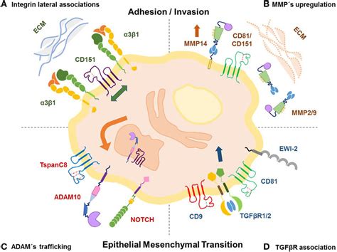 Tetraspanins Modulate Invasion And Metastases By Regulating The