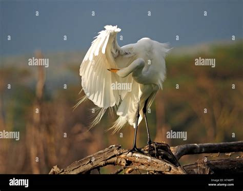 Great White Egret Ardea Alba With Head Upside Down Beneath