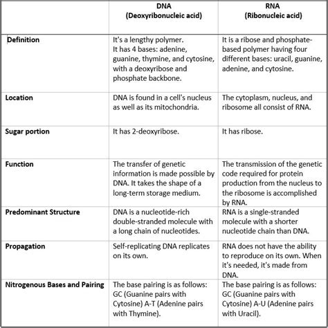 Dna Vs Rna Worksheet