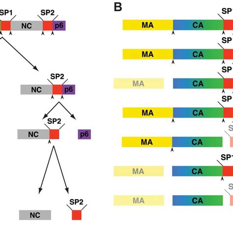 Steps In Hiv 1 Proteolytic Maturation And Variants Analysed A Download Scientific Diagram