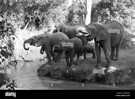 African Elephants Drinking Loxodonta Africana Africana Mashatu Game Reserve Tuli Block