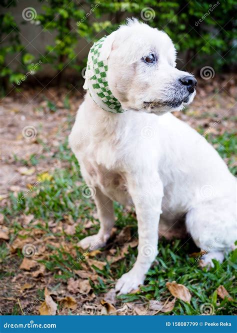 Health Care for Sick Pets Wound Healing for Older Dogs Stock Image