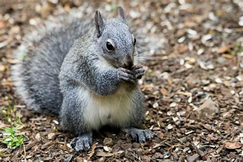 Seven Types Of Squirrels Native To The Us Cool Wood Wildlife Park