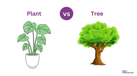 Difference Between Plant and Tree